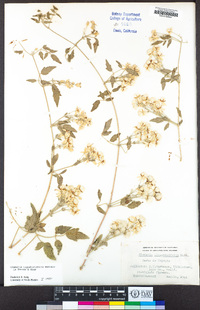 Clematis ligusticifolia image