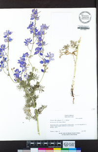 Delphinium ajacis image