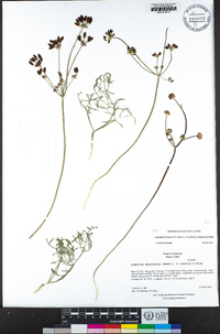 Lomatium hooveri image