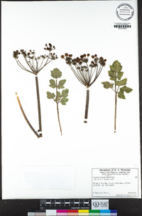 Lomatium lucidum image