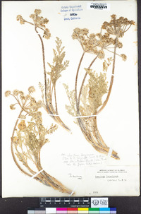 Lomatium dasycarpum subsp. tomentosum image