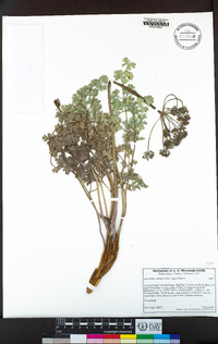 Lomatium rigidum image