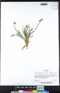 Lomatium vaginatum image