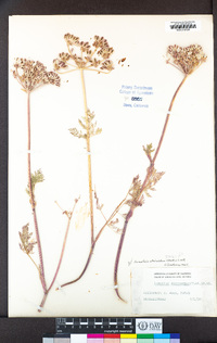 Lomatium utriculatum image