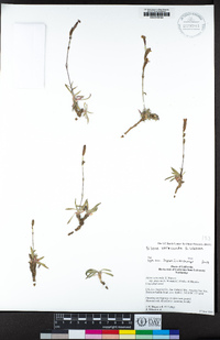 Silene verecunda image