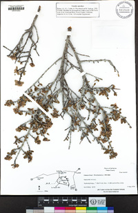 Ceanothus fresnensis image