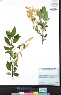 Ceanothus integerrimus image