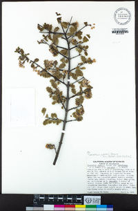 Ceanothus jepsonii image