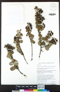 Ceanothus megacarpus var. insularis image