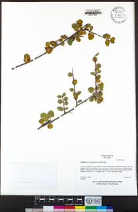 Rhamnus ilicifolia image