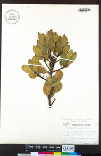 Rhamnus pirifolia image