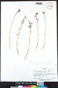 Eriastrum densifolium subsp. austromontanum image