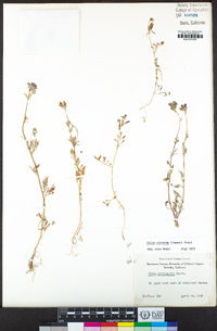 Gilia clivorum image