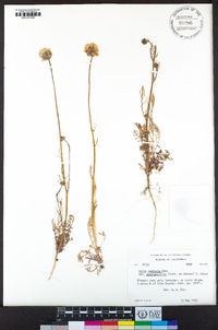 Gilia capitata subsp. abrotanifolia image