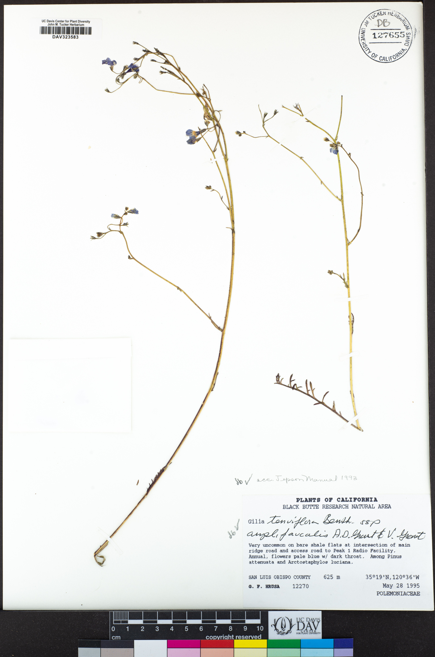 Gilia tenuiflora subsp. amplifaucalis image
