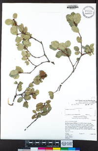 Quercus X acutidens image