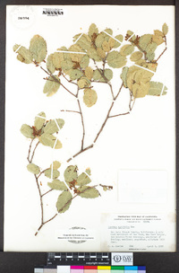 Quercus agrifolia image