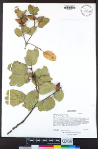 Quercus agrifolia image