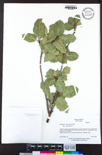 Quercus agrifolia image