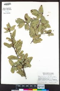 Quercus agrifolia image