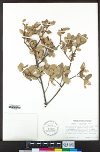 Quercus × alvordiana image