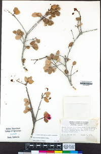 Quercus berberidifolia image