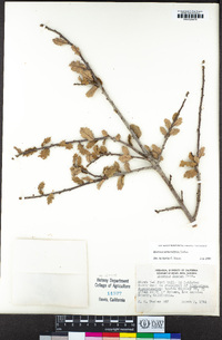 Quercus berberidifolia image