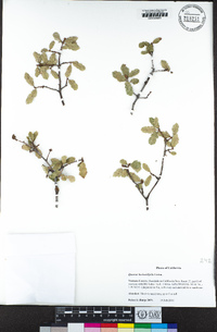 Quercus berberidifolia image