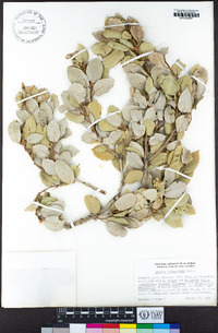 Quercus chrysolepis image