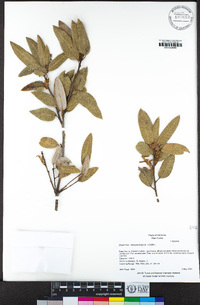 Quercus chrysolepis image