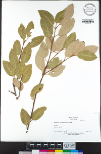 Quercus chrysolepis image