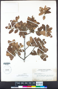 Quercus douglasii image