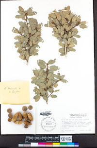 Quercus douglasii image