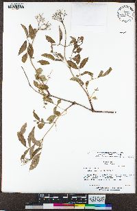 Sambucus nigra image