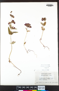 Collinsia heterophylla image