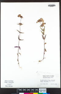 Collinsia heterophylla image