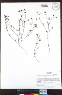 Collinsia sparsiflora image