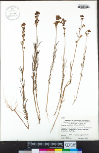 Linaria pinifolia image