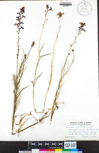 Linaria bipartita image