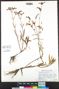 Penstemon gracilentus image