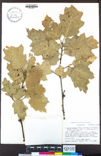 Quercus X chasei image