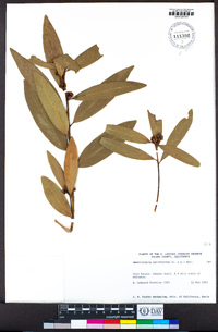 Umbellularia californica image