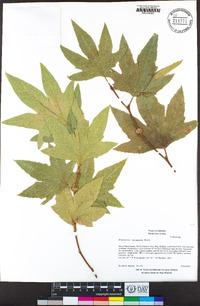 Platanus racemosa image