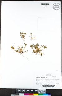 Claytonia parviflora image