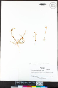 Claytonia perfoliata image