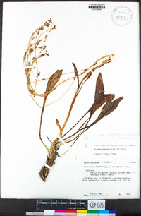 Lewisia congdonii image
