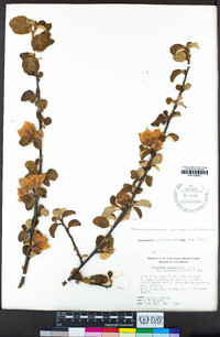 Fremontodendron californicum image