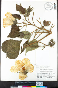 Hibiscus lasiocarpos var. occidentalis image