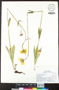 Arnica sororia image