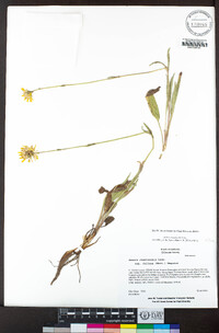 Arnica chamissonis image